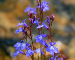 Kalnu flora -  ziedi, augi u. c. - 2. foto