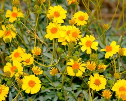 Kalnu flora -  ziedi, augi u. c. - 3. foto