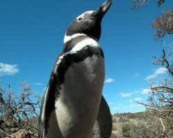 Patagonijas Andu kalni, Dienvidamerika - 23. foto