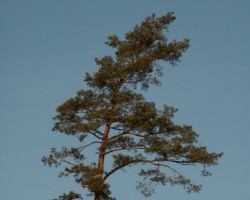 Ziema! - 1. foto