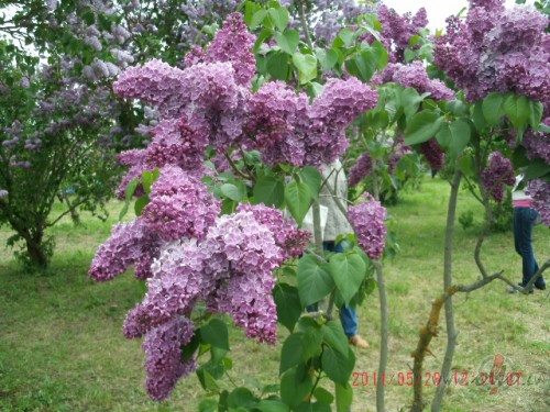 <span class="f15 lh1p5">Ceriņi Dobelē</span>