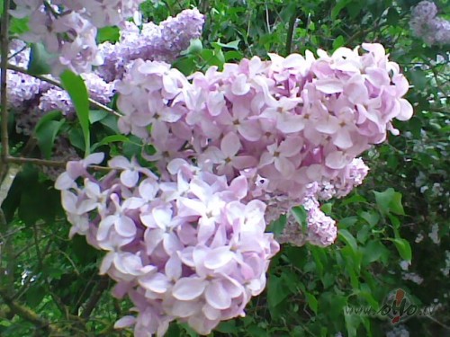 <span class="f15 lh1p5">Ceriņi.</span>