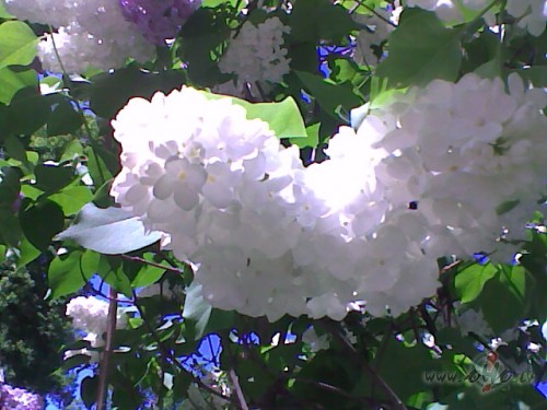 <span class="f15 lh1p5">Ceriņi.</span>