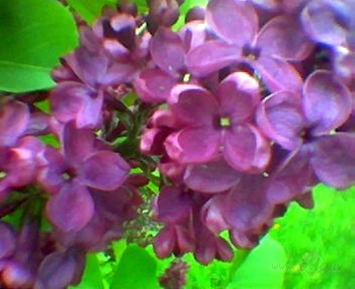 <span class="f15 lh1p5">Ceriņi.</span>