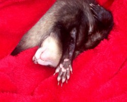 Mindstrel the ferret :)