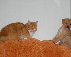 Garfield & Brendy Felisha   ( RiebekleX5 )