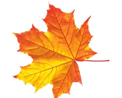 Rudens