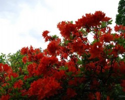 Rododendri zied - 22. foto