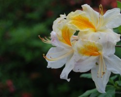 Rododendri zied - 3. foto