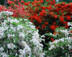 Rododendri zied - 2. foto