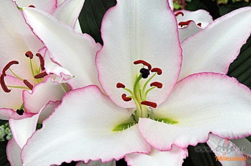 <span class="f15 lh1p5">Jaunākais liliju sortimentā</span>