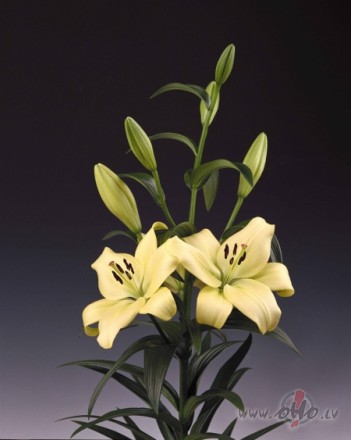 <span class="f15 lh1p5">Jaunākais liliju sortimentā</span>