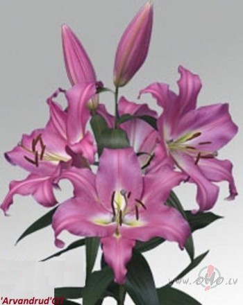 <span class="f15 lh1p5">Jaunākais liliju sortimentā</span>