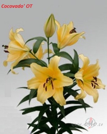 <span class="f15 lh1p5">Jaunākais liliju sortimentā</span>