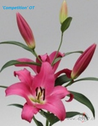 <span class="f15 lh1p5">Jaunākais liliju sortimentā</span>