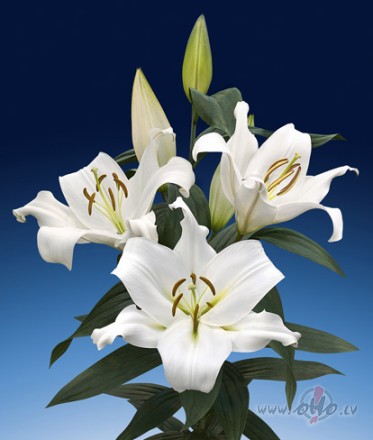 <span class="f15 lh1p5">Jaunākais liliju sortimentā</span>