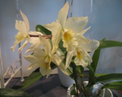 orhidejas - 3. foto
