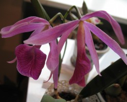 orhidejas