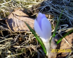 Kaut kas no pavasara:) - 3. foto