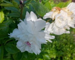 ziedi - 3. foto