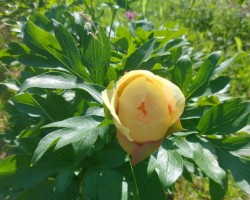 ziedi - 2. foto