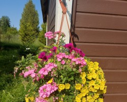 ziedi - 2. foto