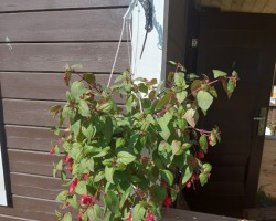 ziedi - 2. foto